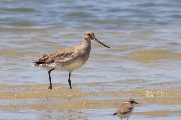 Hudsonian Godwit | Limosa haemastica photo