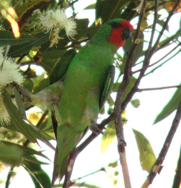 Little Lorikeet | Glossopsitta pusilla photo