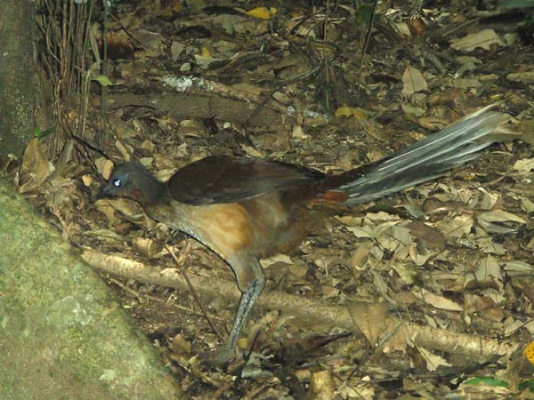 Albert's Lyrebird | Menura alberti photo