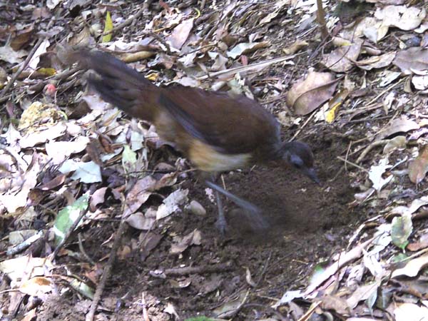Albert's Lyrebird | Menura alberti photo