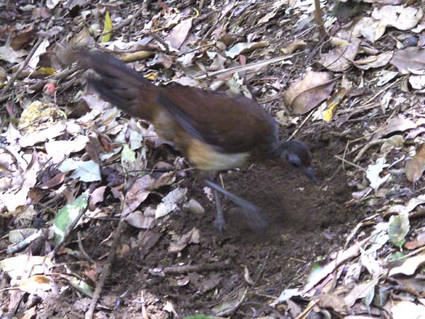 Albert's Lyrebird | Menura alberti photo