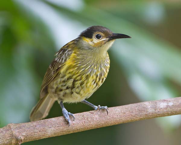 Macleay's Honeyeater | Xanthotis macleayana photo