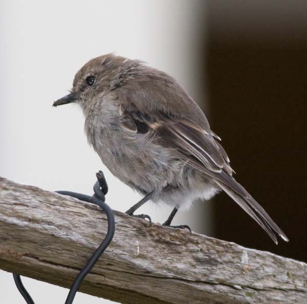 Dusky Robin | Melanodryas vittata photo