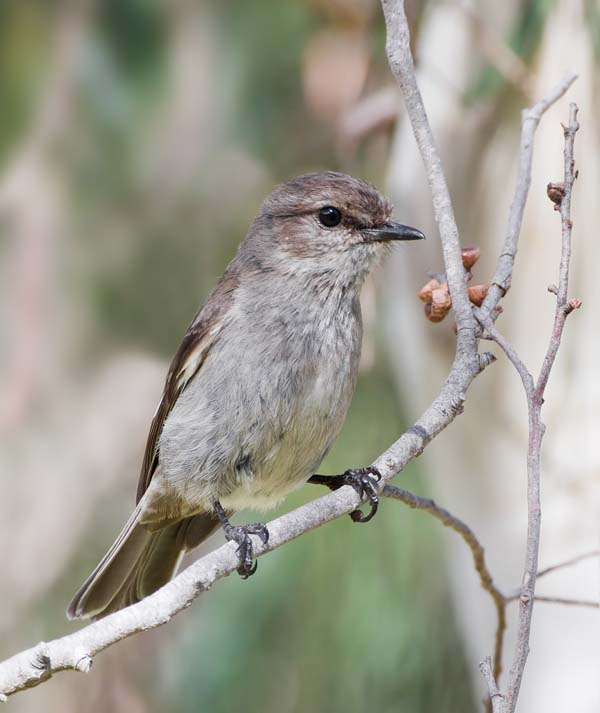 Dusky Robin | Melanodryas vittata photo