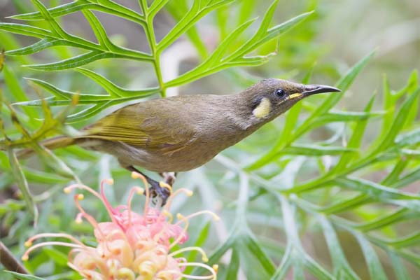 Graceful Honeyeater | Meliphaga gracilis photo