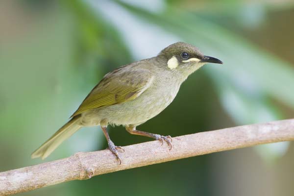 Yellow-spotted Honeyeater | Meliphaga notata photo