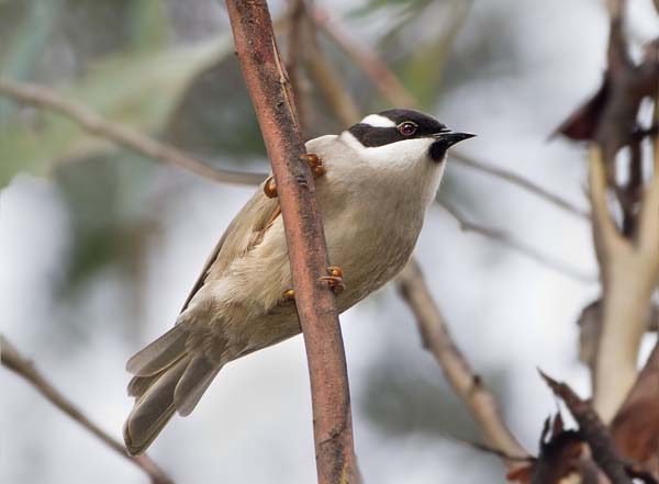 Strong-billed Honeyeater | Melithreptus validirostris photo