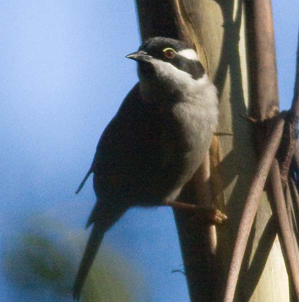 Strong-billed Honeyeater | Melithreptus validirostris photo