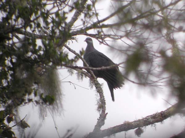 Metallic Pigeon | Columba vitiensis photo