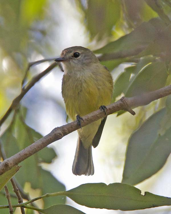 Lemon-bellied Flycatcher | Microeca flavigaster photo