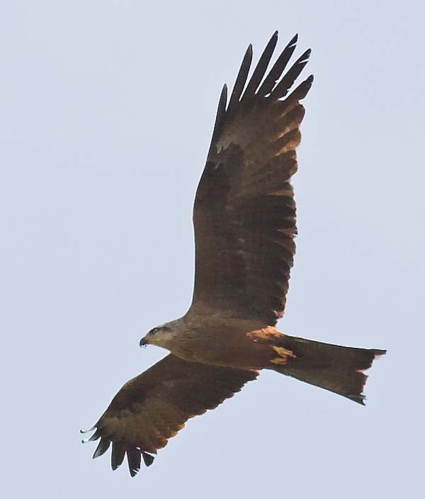 Black Kite | Milvus migrans photo