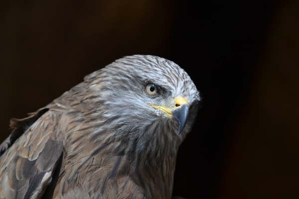 Black Kite | Milvus migrans photo