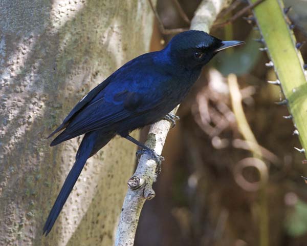 Shining Flycatcher | Myiagra alecto photo