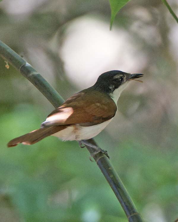 Shining Flycatcher | Myiagra alecto photo