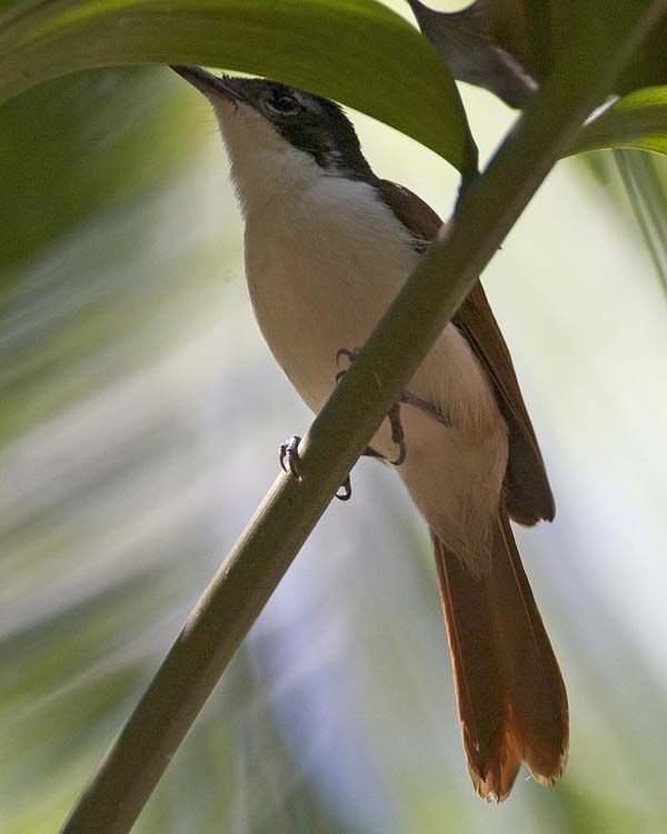 Shining Flycatcher | Myiagra alecto photo