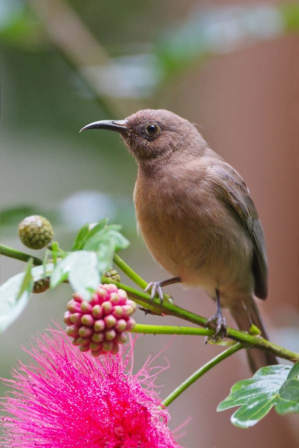 Dusky Honeyeater | Myzomela obscura photo