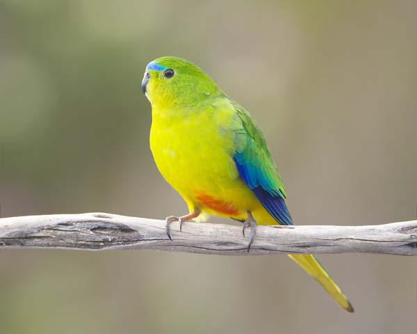 Orange-bellied Parrot | Neophema chrysogaster photo