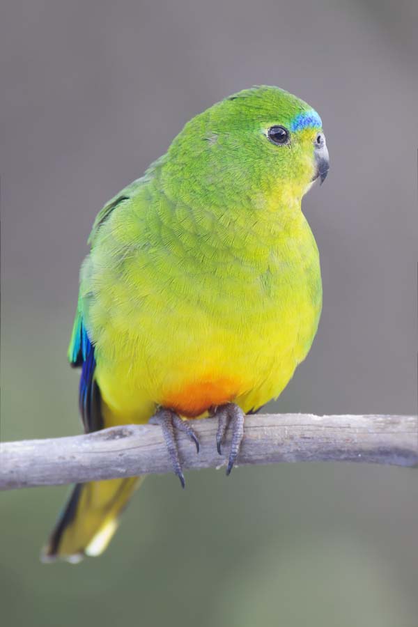 Orange-bellied Parrot | Neophema chrysogaster photo