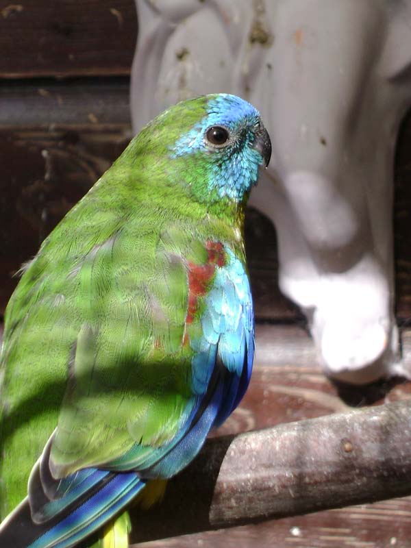 Turquoise Parrot | Neophema pulchella photo