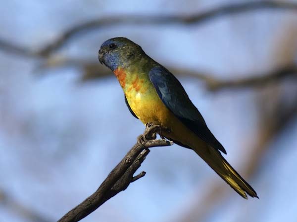 Scarlet-chested Parrot | Neophema splendida photo