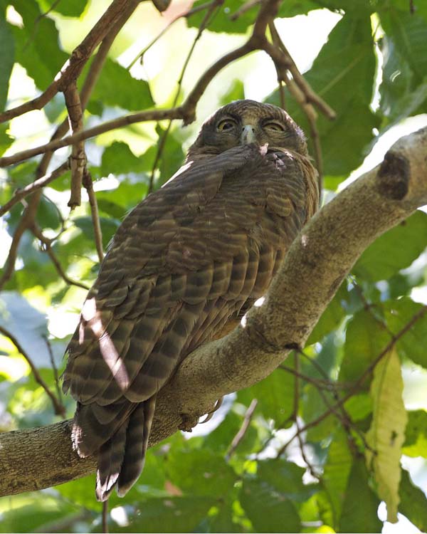 Rufous Owl | Ninox rufa photo