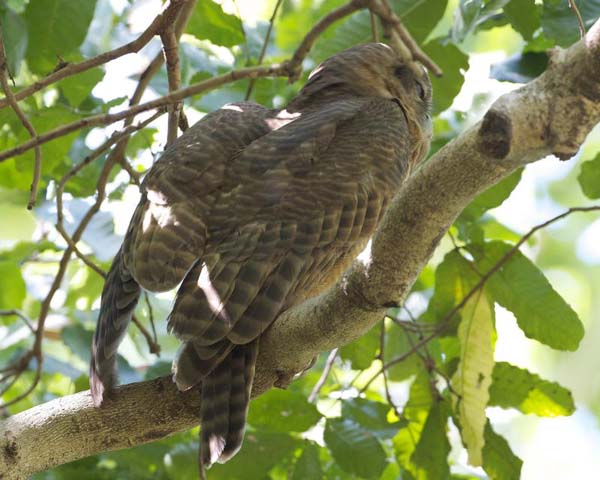 Rufous Owl | Ninox rufa photo