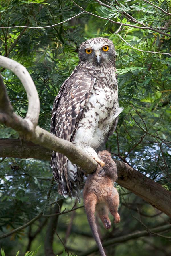 Powerful Owl | Ninox strenua photo