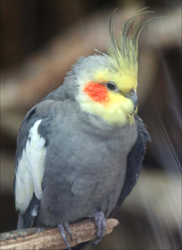 Cockatiel | Nymphicus hollandicus photo