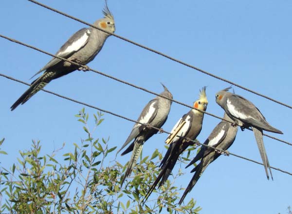 Cockatiel | Nymphicus hollandicus photo