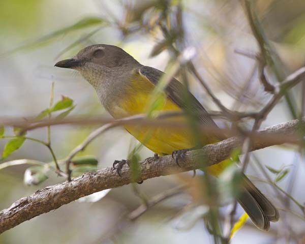 Mangrove Golden Whistler | Pachycephala melanura photo