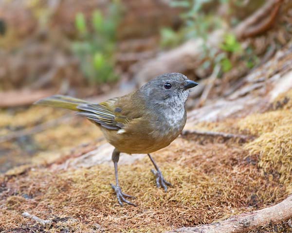 Olive Whistler | Pachycephala olivacea photo