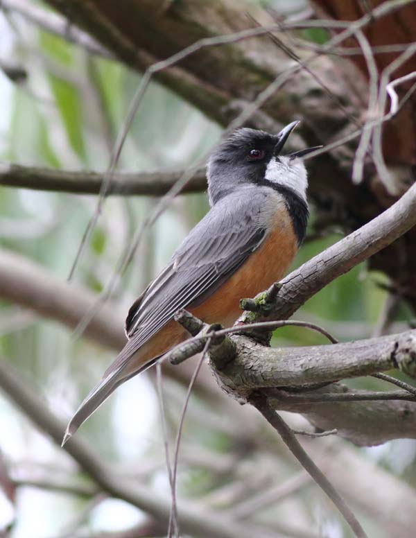 Rufous Whistler | Pachycephala rufiventris photo