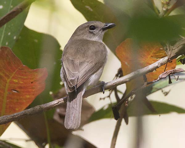 Grey Whistler | Pachycephala simplex photo