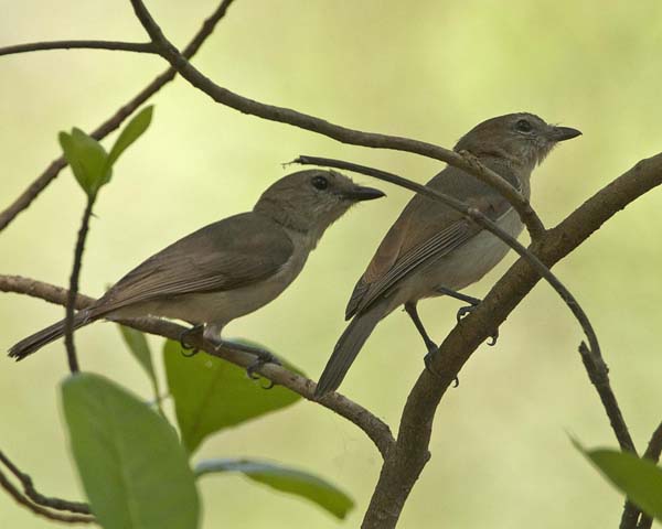 Grey Whistler | Pachycephala simplex photo