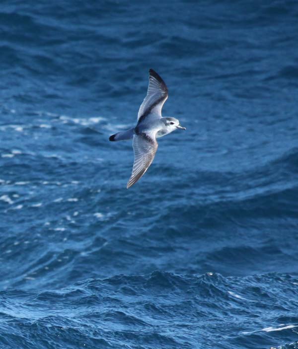 Antarctic Prion | Pachyptila desolata photo