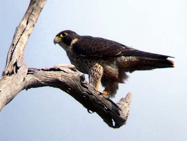 Peregrine Falcon | Falco peregrinus photo