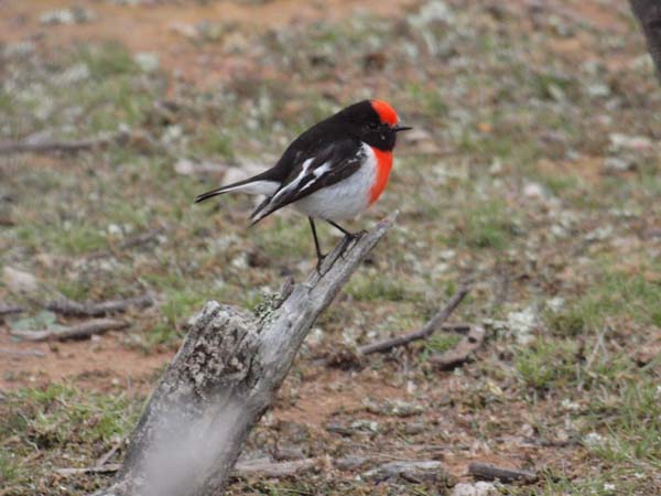 Red-capped Robin | Petroica goodenovii photo