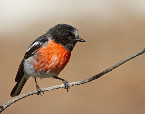 Flame Robin | Petroica phoenicea photo