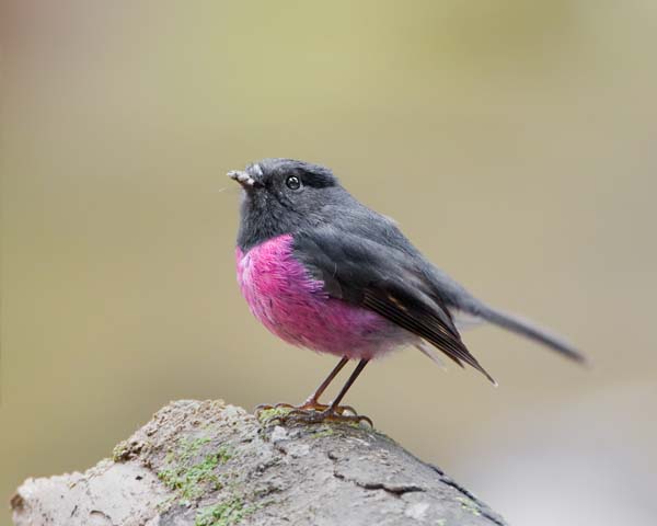 Pink Robin | Petroica rodinogaster photo