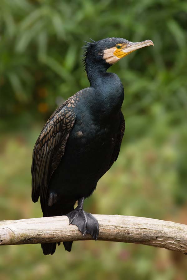 Great Cormorant | Phalacrocorax carbo photo