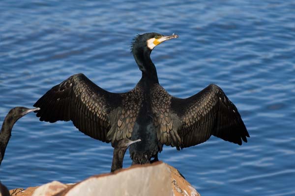 Great Cormorant | Phalacrocorax carbo photo