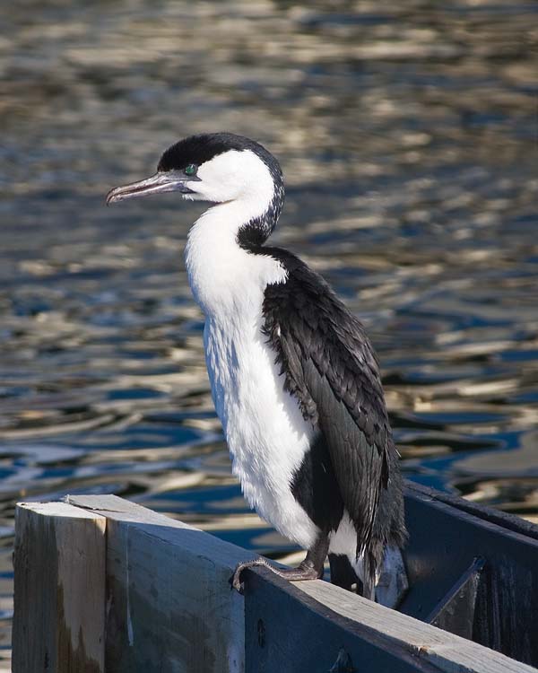 Black-faced Cormorant | Phalacrocorax fuscescens photo