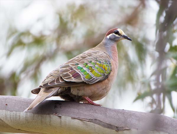 Common Bronzewing | Phaps chalcoptera photo