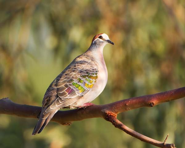 Common Bronzewing | Phaps chalcoptera photo