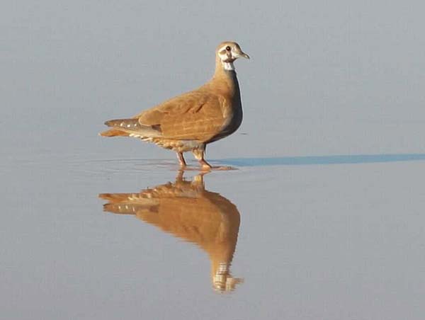 Flock Bronzewing | Phaps histrionica photo