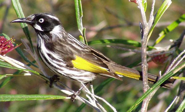 New Holland Honeyeater | Phylidonyris novaehollandiae photo