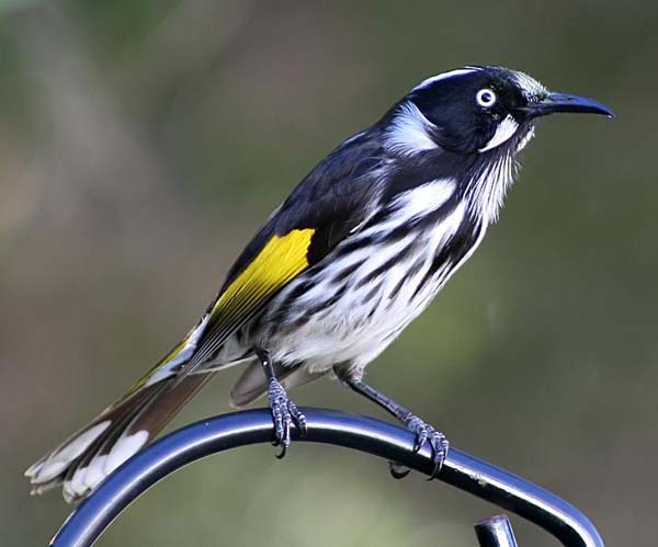 New Holland Honeyeater | Phylidonyris novaehollandiae photo