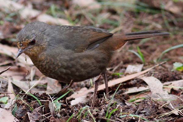 Pilotbird | Pycnoptilus floccosus photo