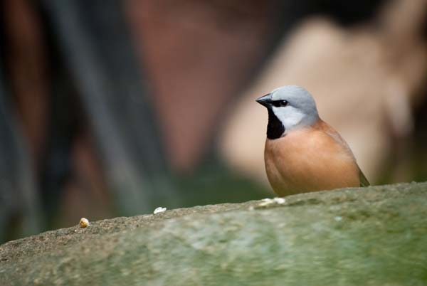 Black-throated Finch | Poephila cincta photo