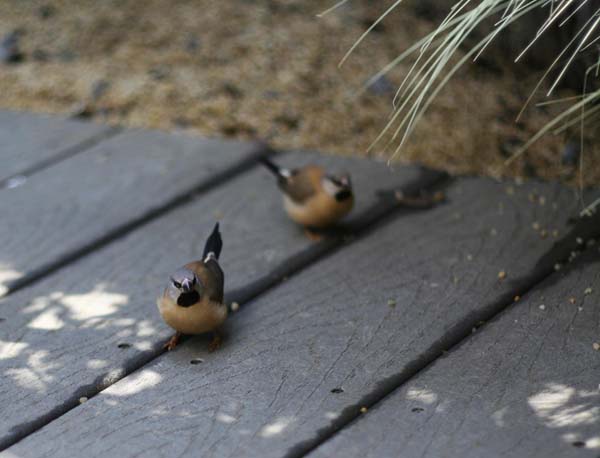 Black-throated Finch | Poephila cincta photo